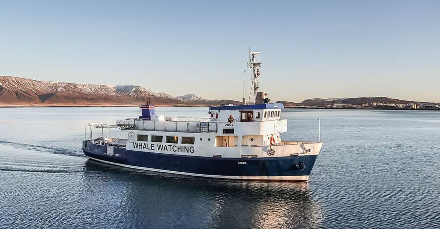 Reykjavík: Whale Watching and Marine Life Cruise - The first hour is a search, not a show