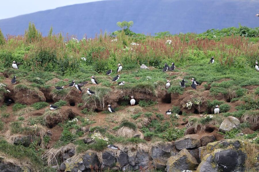 Reykjavik: Whale Watching and Puffin Excursion - Two kinds of wildlife from Reykjavik’s Old Harbour