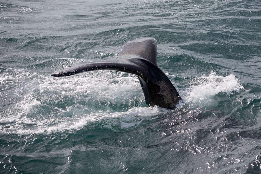 Reykjavik: Whale Watching and Puffin Excursion - The puffin islands and the smaller boat