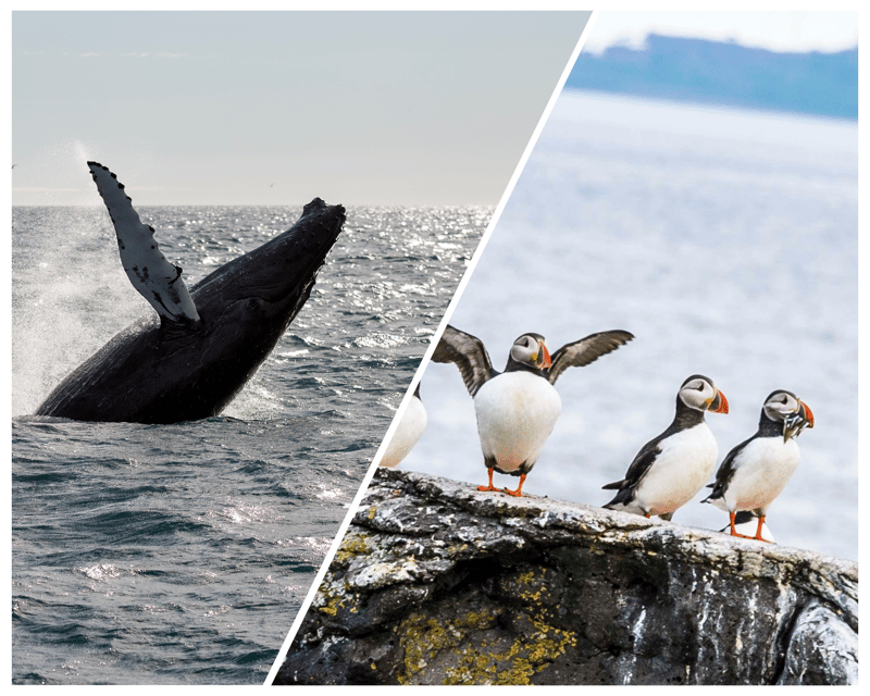 Reykjavik: Whale Watching and Puffin Excursion - Why the two departure times matter