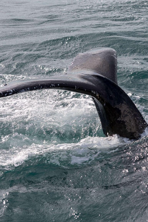 Reykjavik: Whale Watching and Puffin Excursion - Comfort, weather, and seasickness