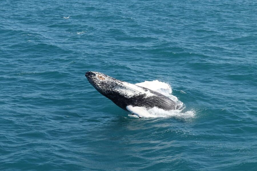 Reykjavik: Whale Watching and Puffin Excursion - Practical booking advice for Reykjavik
