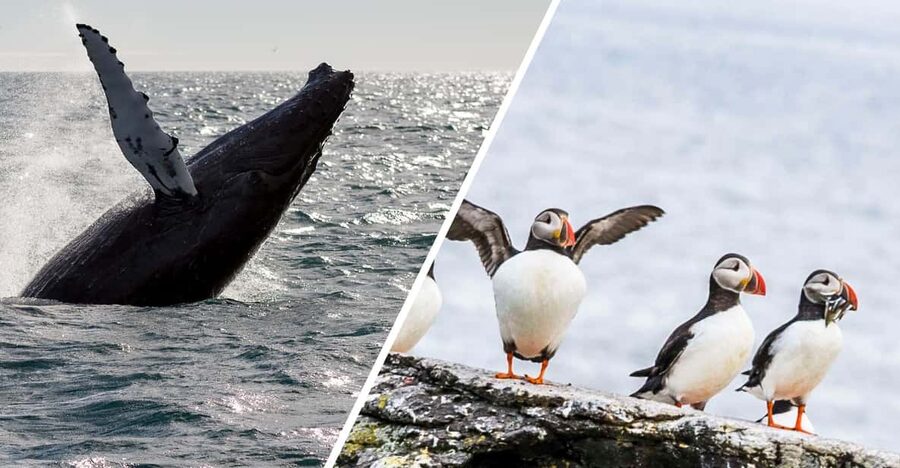 Reykjavik: Whale Watching and Puffin Excursion - What the whale watching trip is really like