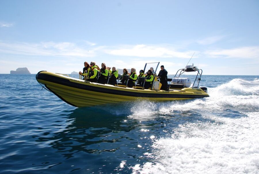 Reykjavik: Whale Watching by RIB Speedboat - Is $200 a fair price for two hours?