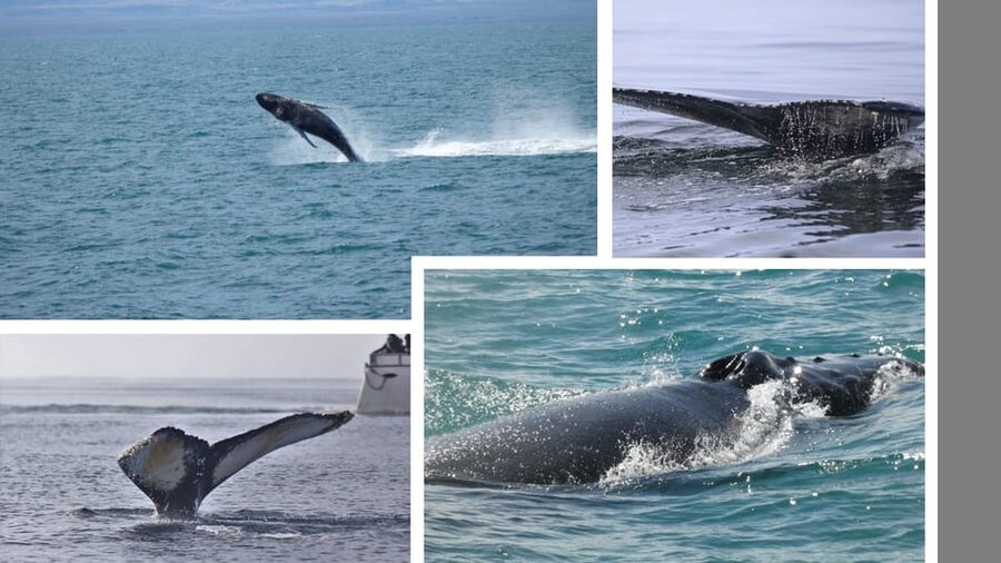 Reykjavík: Whale Watching Cruise and FlyOver Combo Ticket - Two very different Iceland experiences in one ticket