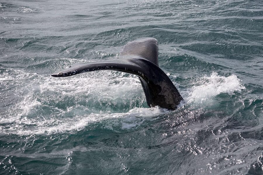 Reykjavík: Whale Watching Cruise and FlyOver Combo Ticket - Searching the bay for whales