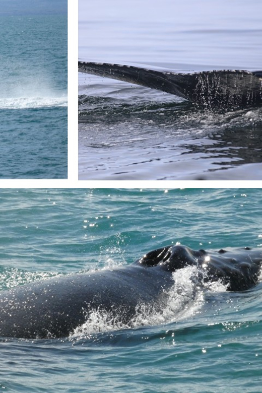 Reykjavík: Whale Watching Cruise and FlyOver Combo Ticket - FlyOver Iceland turns scenery into a moving ride