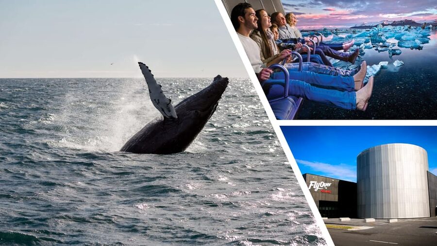 Reykjavík: Whale Watching Cruise and FlyOver Combo Ticket - Who will enjoy this combination?