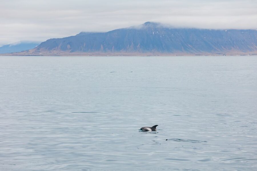 Reykjavík: Whale Watching Cruise on the Amelia Rose Yacht - Three decks make a real difference