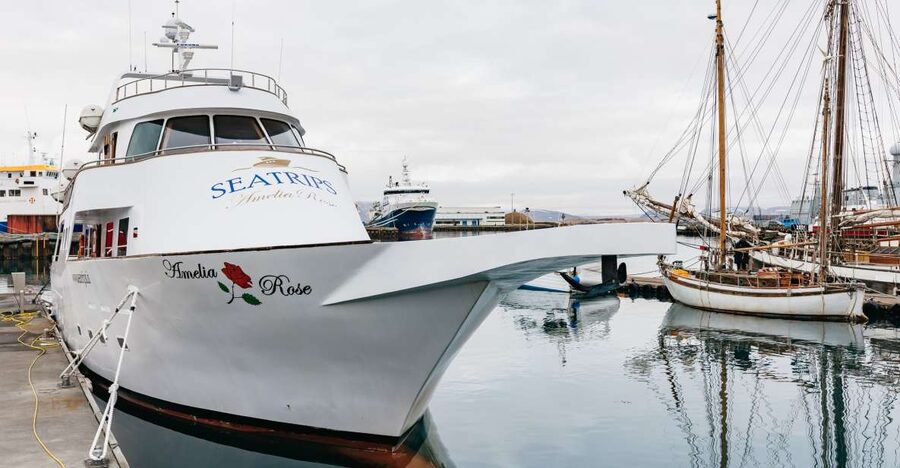 Reykjavík: Whale Watching Cruise on the Amelia Rose Yacht - The guide turns searching into part of the experience