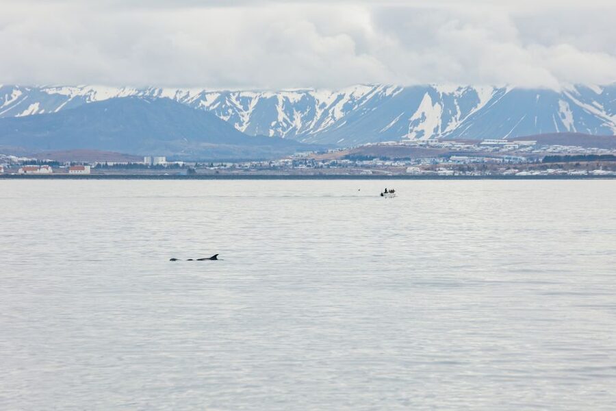 Reykjavík: Whale Watching Cruise on the Amelia Rose Yacht - How rough is the ride?