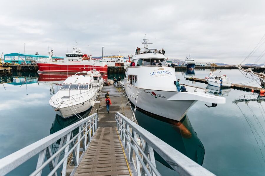 Reykjavík: Whale Watching Cruise on the Amelia Rose Yacht - Three hours, with some flexibility