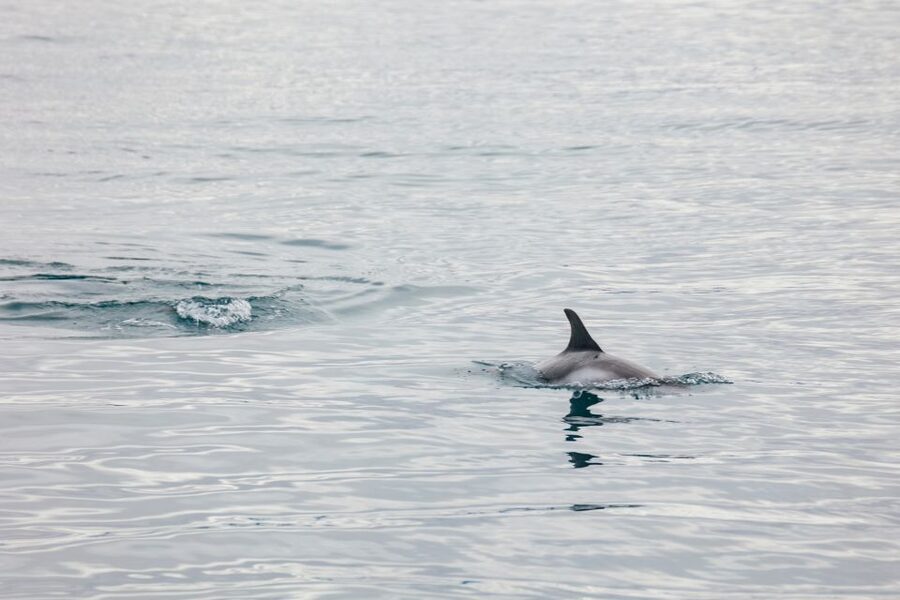 Reykjavík: Whale Watching Cruise on the Amelia Rose Yacht - Is $107 a fair price?