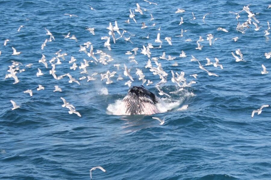 Reykjavik: Whale Watching Excursion & Whale Exhibition - Should you book this Reykjavik whale tour?