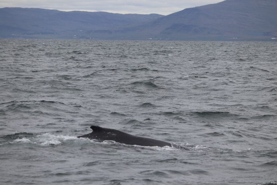 Reykjavik: Whale Watching Excursion & Whale Exhibition - Leaving Reykjavik Harbor for Faxaflói Bay