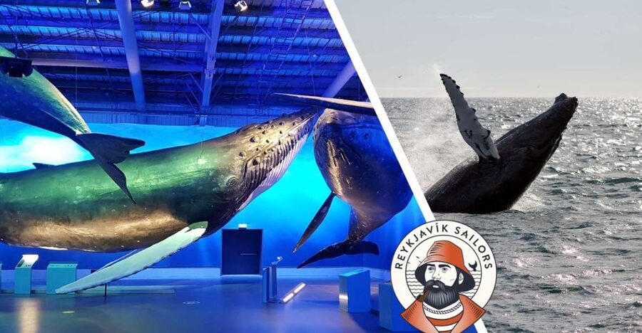 Reykjavik: Whale Watching Excursion & Whale Exhibition - The Atlantic is part of the experience