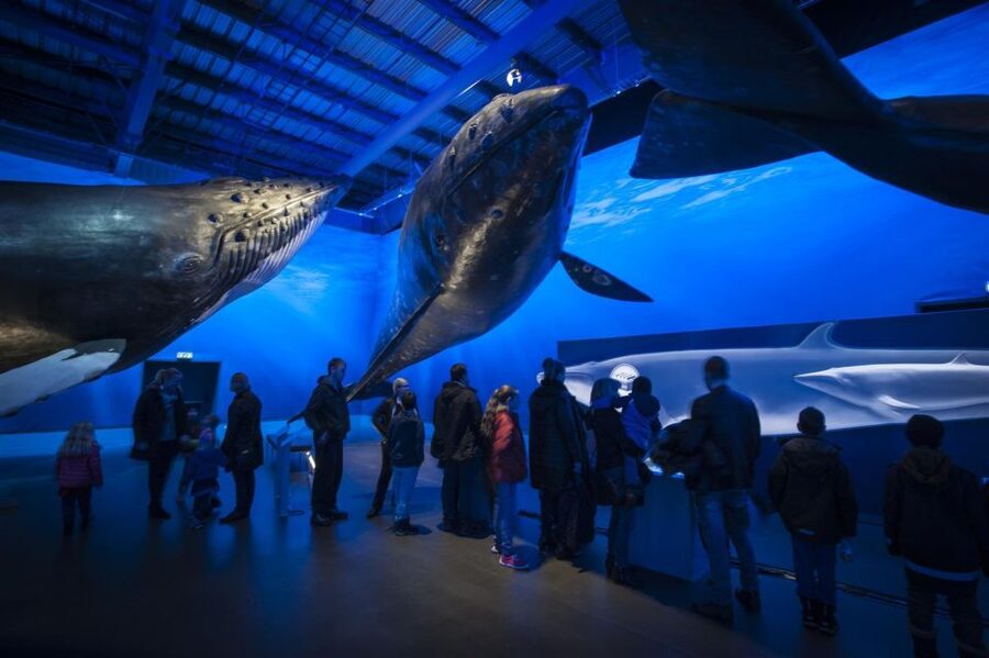 Reykjavik: Whale Watching Excursion & Whale Exhibition - Whales of Iceland, from minke to blue whale
