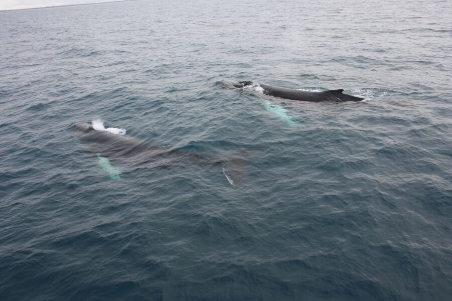 Reykjavik: Whale Watching Excursion & Whale Exhibition - Is $160 a fair price?