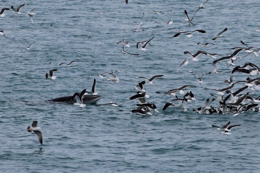 Reykjavik: Whale Watching Excursion & Whale Exhibition - Who will get the most from this outing?