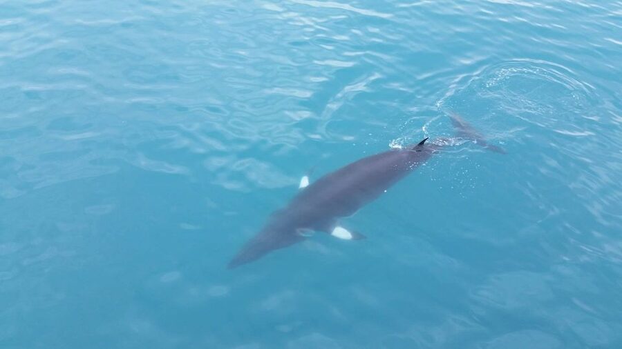Reykjavik: Whale Watching Excursion & Whale Exhibition - Booking, weather, and refund details