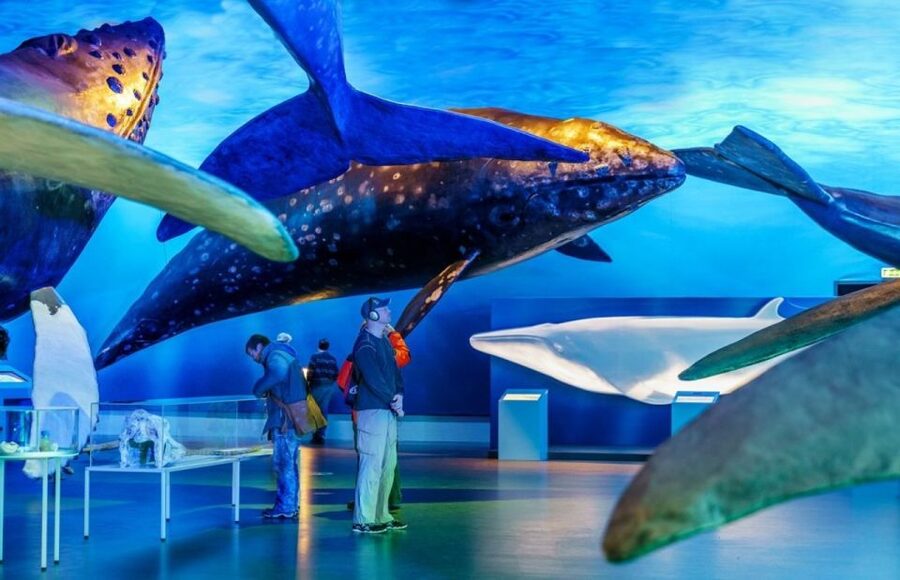 Reykjavik: Whale Watching Excursion & Whale Exhibition - What you might see on the water