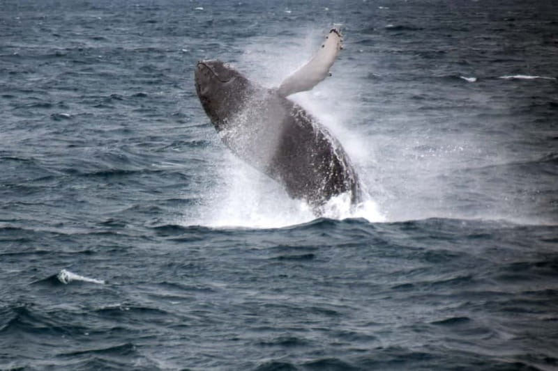 Reykjavik: Whale Watching Express - Key points to know before sailing