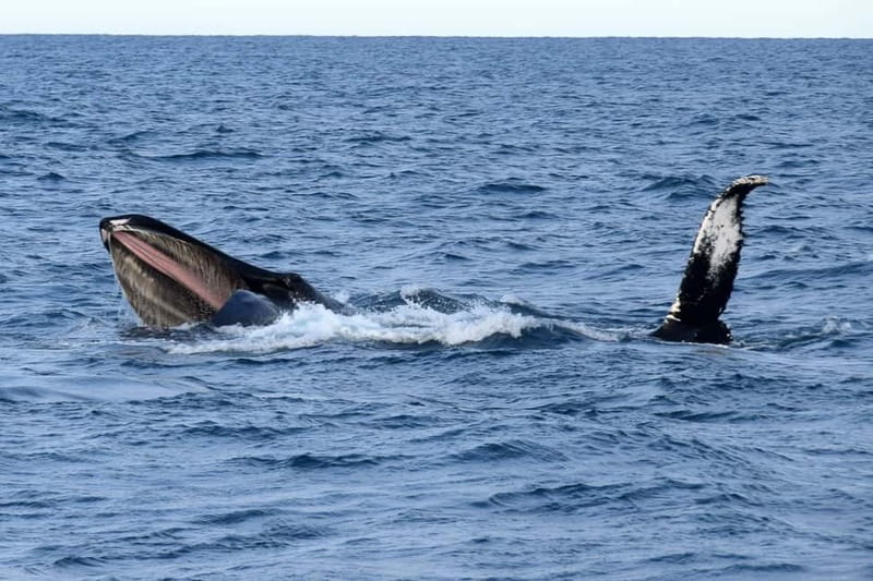 Reykjavik: Whale Watching Express - A fast start from Reykjavik’s Old Harbor