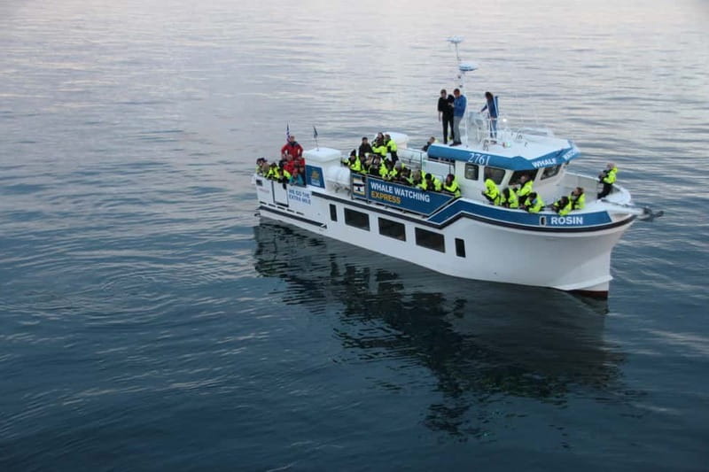 Reykjavik: Whale Watching Express - Searching for minke whales, dolphins, and puffins