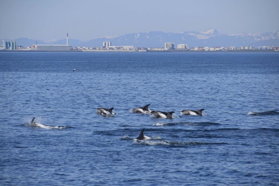Reykjavik: Whale Watching Express - What the captain does for your view