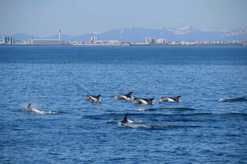 Reykjavik: Whale Watching Express - Warm gear, indoor seating, and the reality of Icelandic weather