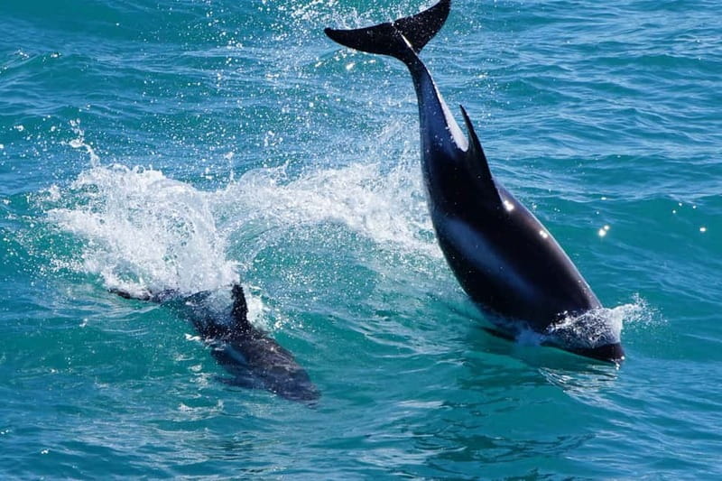 Reykjavik: Whale Watching Express - How long the tour really takes
