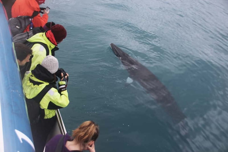 Reykjavik: Whale Watching Express - Is $88 a fair price?