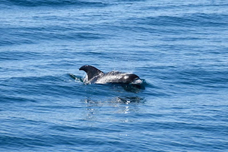 Reykjavik: Whale Watching Express - Who will enjoy this express boat most?