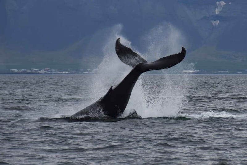 Reykjavik: Whale Watching Express - Reaching the whale grounds in 20 to 30 minutes