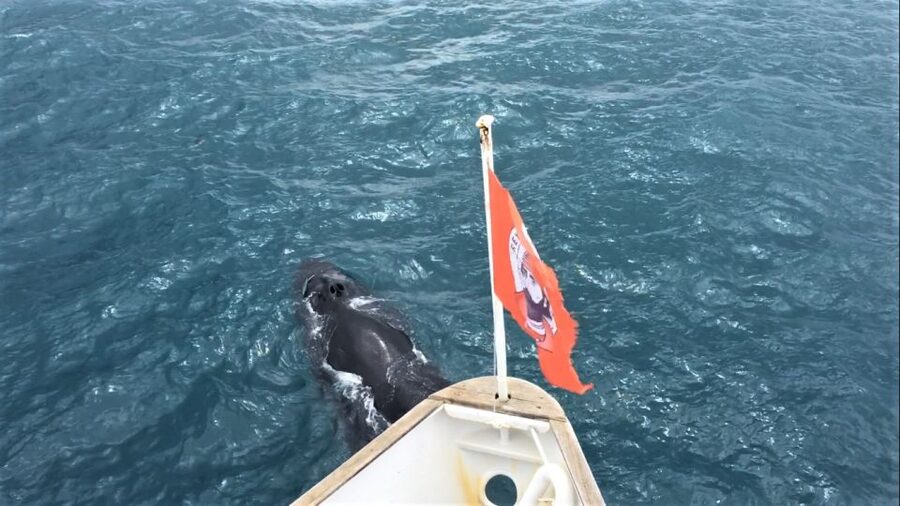 Reykjavik: Whale Watching in Faxaflói Bay & Live Lava Show - Key points at a glance