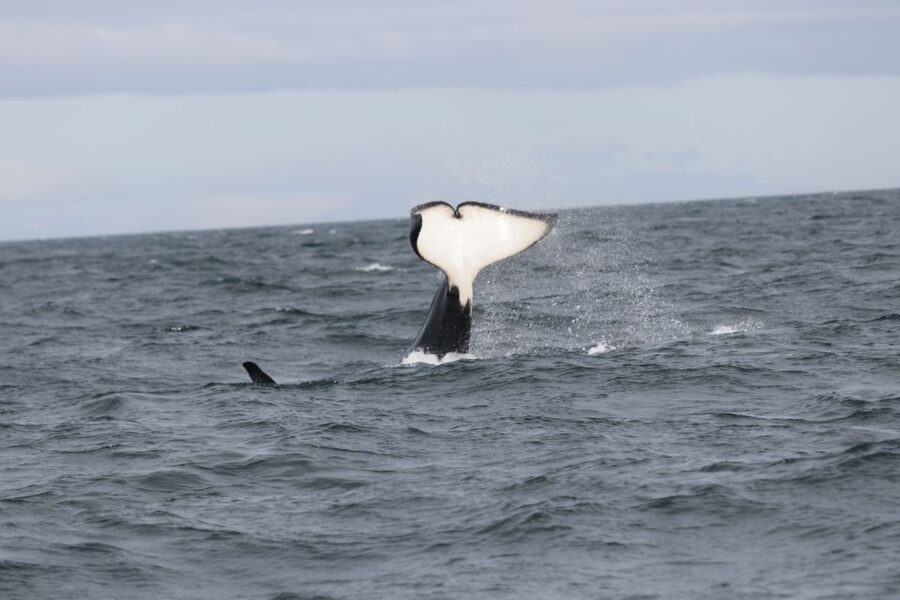 Reykjavik: Whale Watching in Faxaflói Bay & Live Lava Show - Why this Reykjavik pairing works