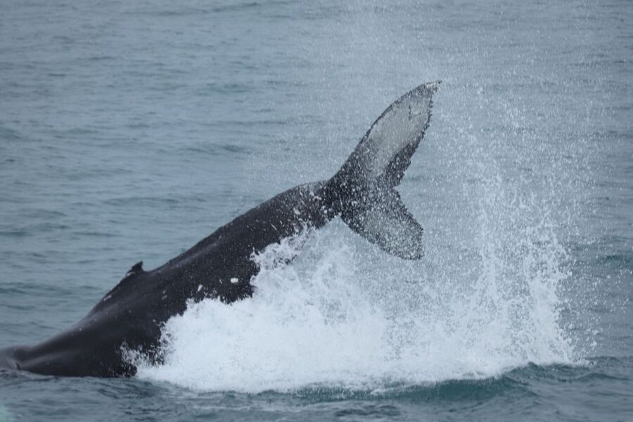 Reykjavik: Whale Watching in Faxaflói Bay & Live Lava Show - Inside the 50-minute Lava Show