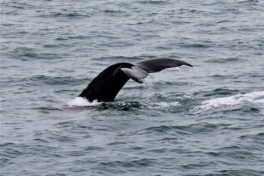 Reykjavik: Whale Watching in Faxaflói Bay & Live Lava Show - The real value of the $154 price