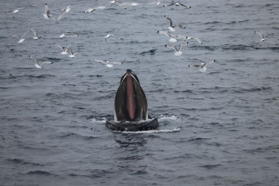 Reykjavik: Whale Watching in Faxaflói Bay & Live Lava Show - Practical details before you reserve