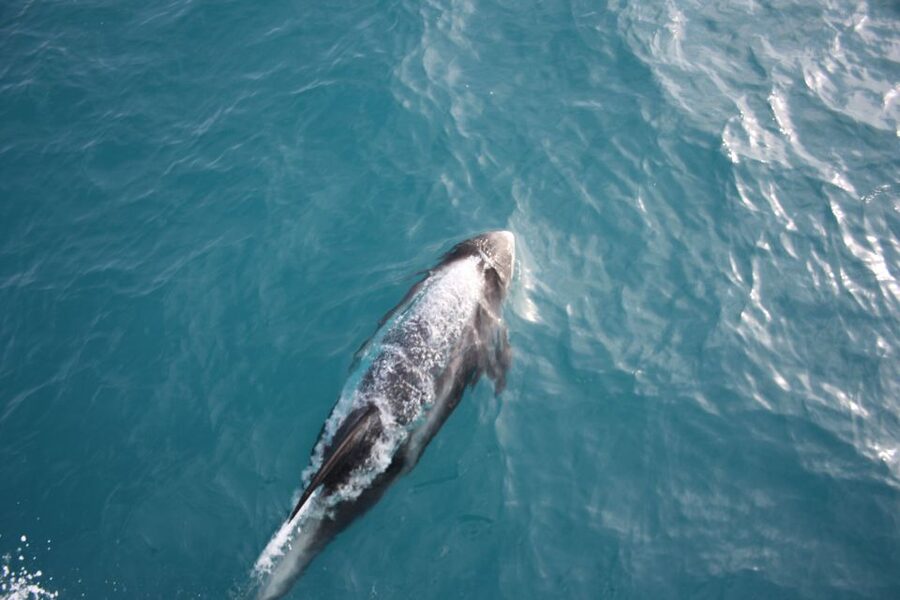 Reykjavik: Whale Watching in Faxaflói Bay & Live Lava Show - Setting out from Geirsgata 11