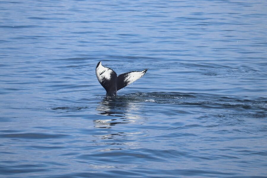 Reykjavik: Whale Watching Morning Expedition - Leaving Reykjavik’s Old Harbour at 9:00 AM