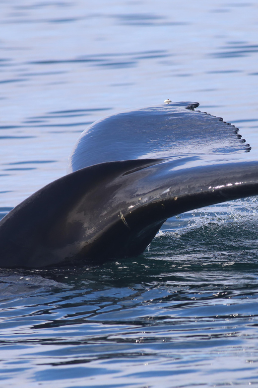 Reykjavik: Whale Watching Morning Expedition - What Faxaflói Bay Adds to the Trip