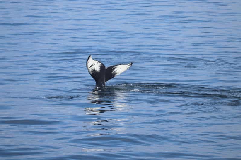 Reykjavik: Whale Watching Morning Expedition - Warm Overalls and the Heated Cabin
