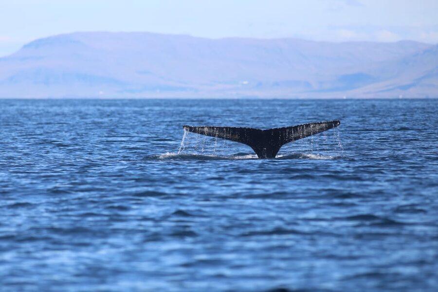 Reykjavik: Whale Watching Morning Expedition - Is the $103 Price Fair?