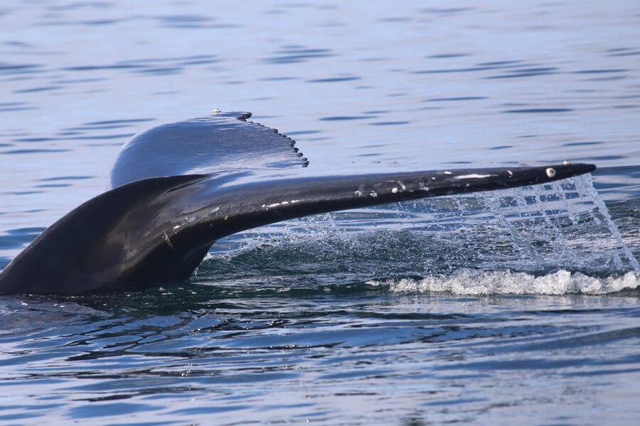 Reykjavik: Whale Watching Morning Expedition - Who Will Enjoy This Morning Trip?