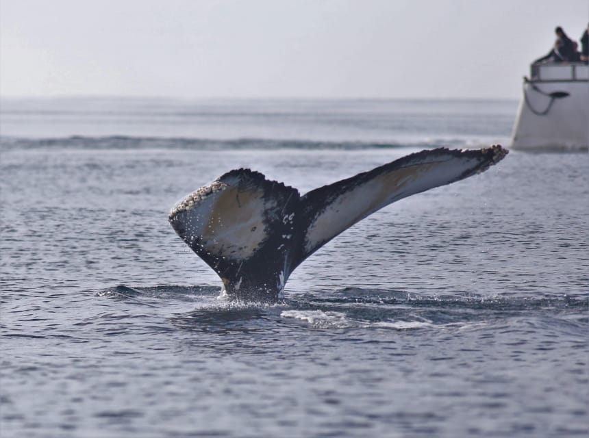 Reykjavik: Whale Watching Morning Expedition - Practical Details That Improve the Morning