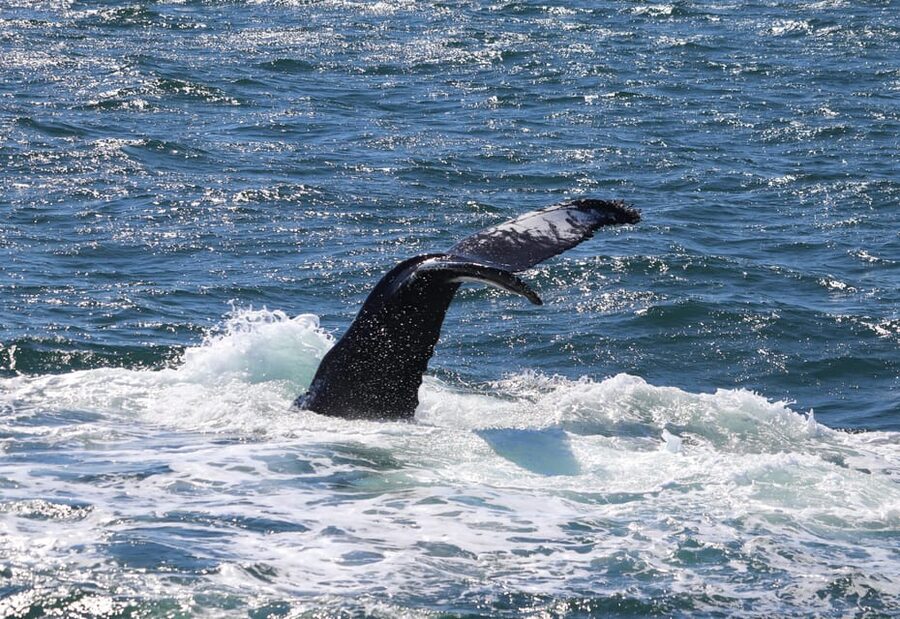 Reykjavik: Whale Watching Morning Expedition - FAQ