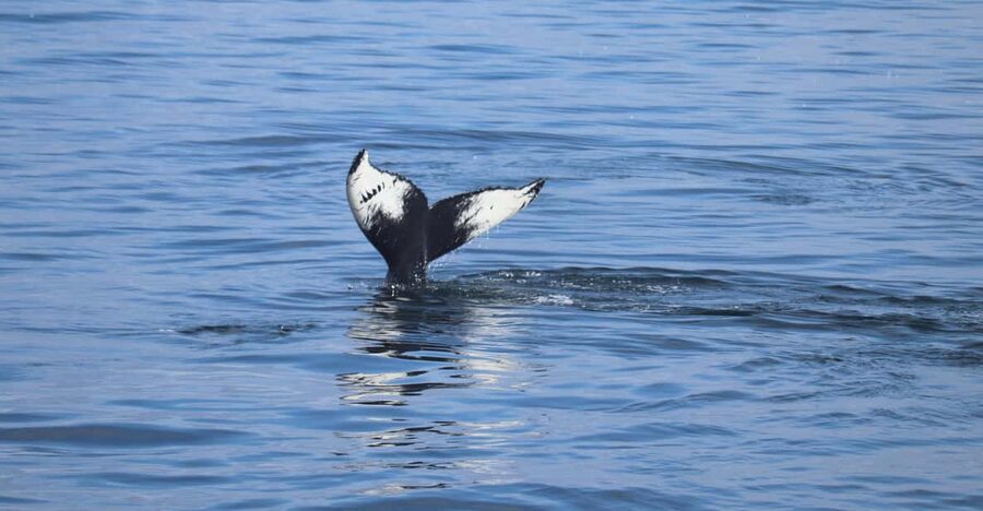 Reykjavik: Whale Watching Morning Expedition - The Animals You Might See
