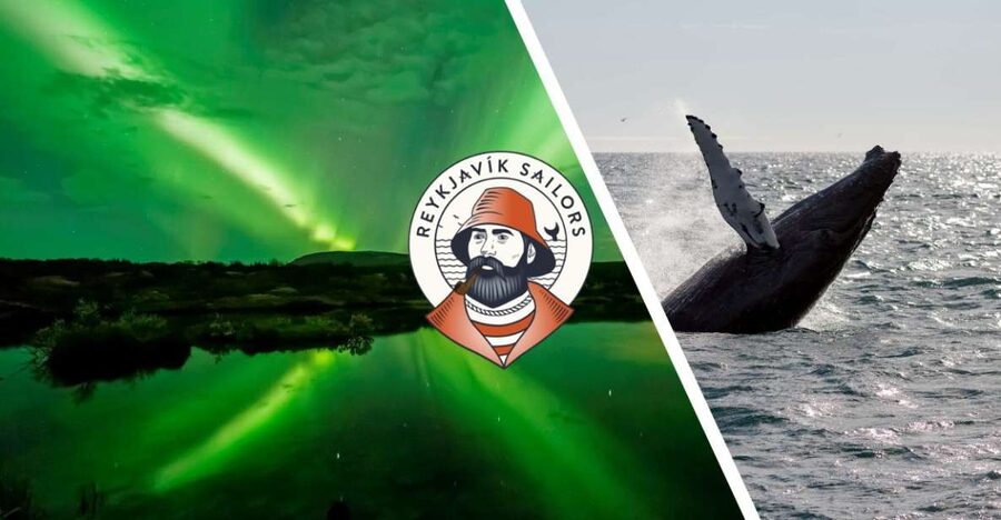 Reykjavik: Whale Watching & Northern Lights Combo Cruise - Key points to know before booking