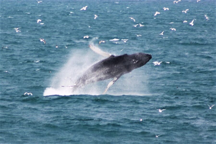 Reykjavik: Whale Watching & Northern Lights Combo Cruise - Price, timing, and who gets the best value